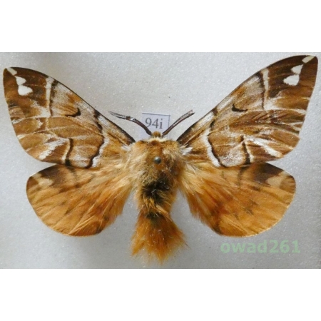 Endromis versicolora (Linnaeus, 1758) male Czech94i
